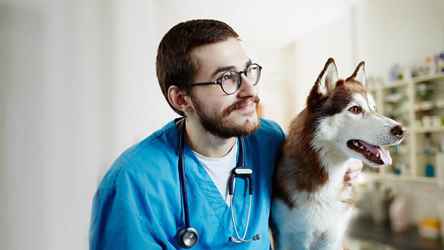 Tierarzt mit einem Husky