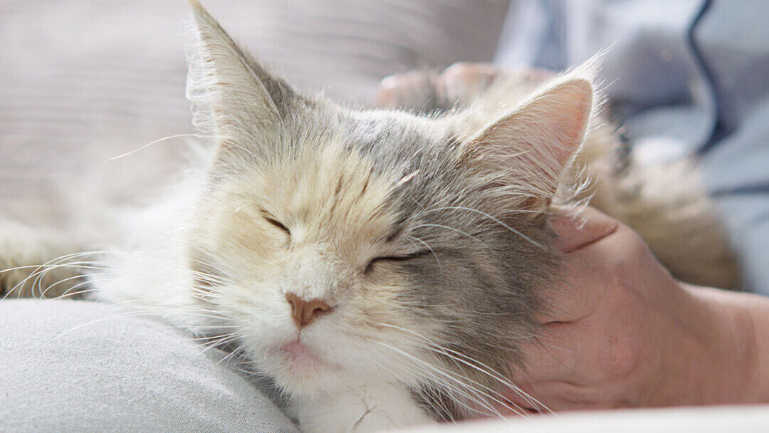 Die Katze schläft in den Armen des Besitzers