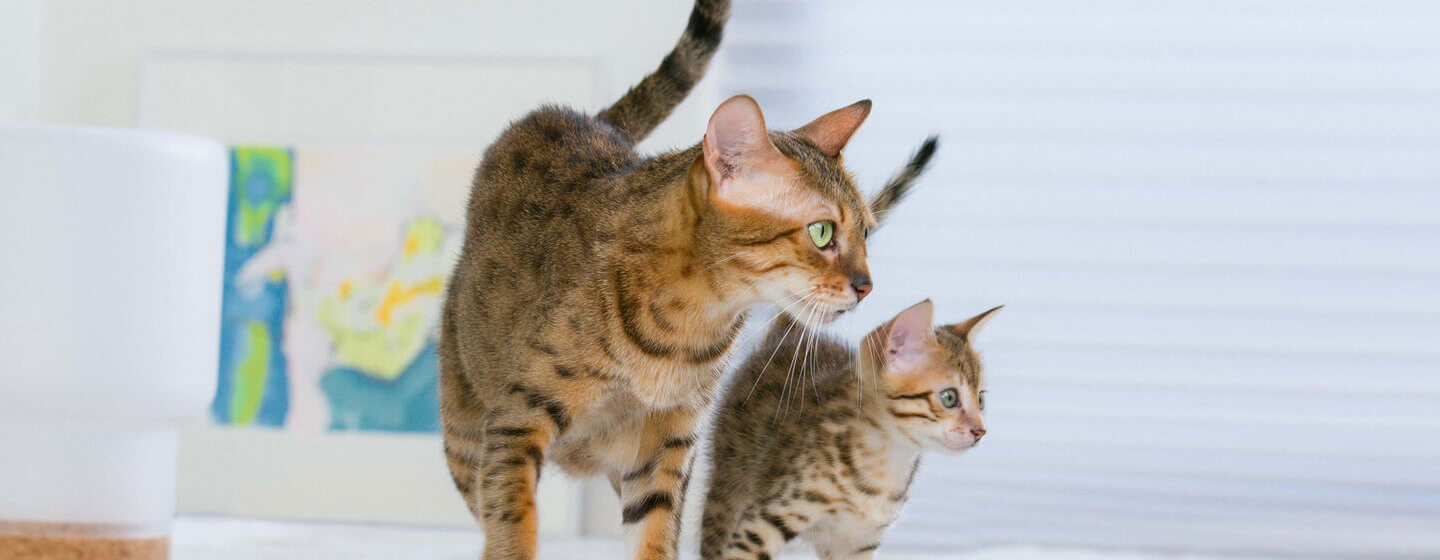 Katzenmutter mit Kätzchen