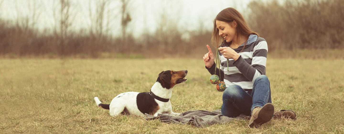 Frauchen und Hund trainieren Hundetricks auf Wiese