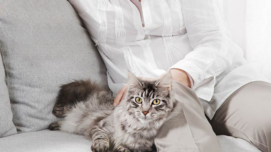 Tollwutimpfung bei Katzen: geimpfte Katze liegt neben Frauchen