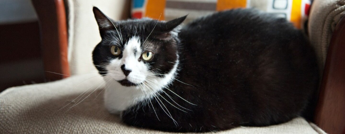 Dicke Katze sitzt auf Sofa