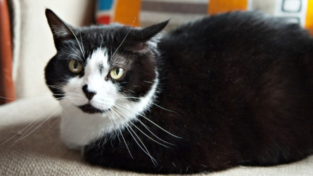 Dicke Katze sitzt auf Sofa