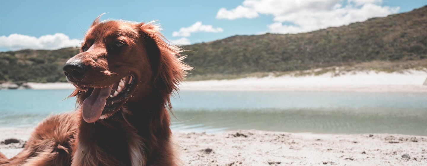 Hund am Fluss