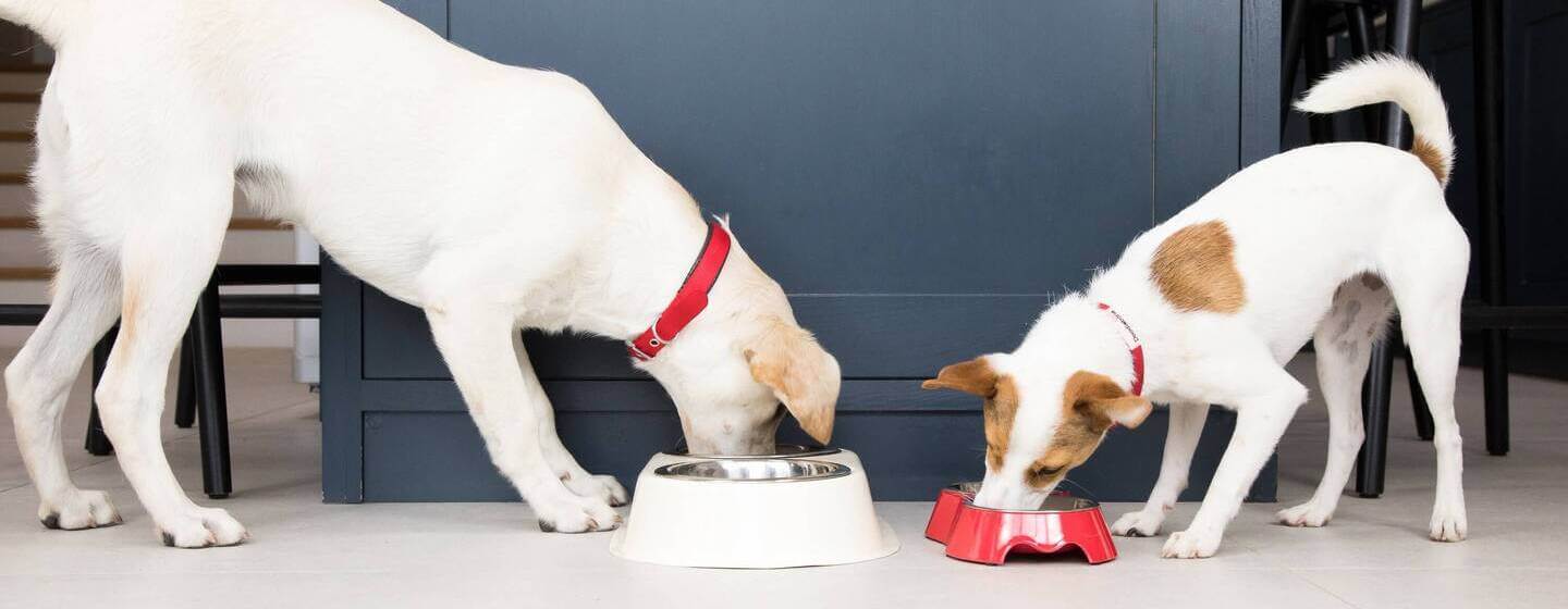 Zwei Hunde fressen aus ihren Näpfen