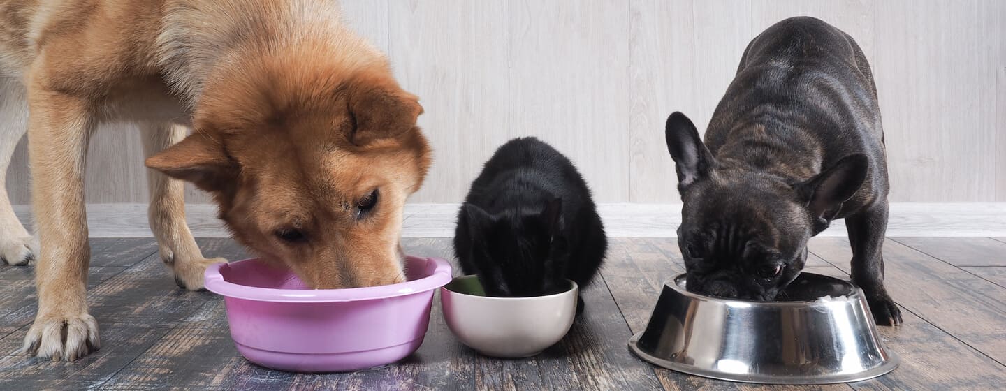 Großer Hund, Katze und kleiner Hund fressen