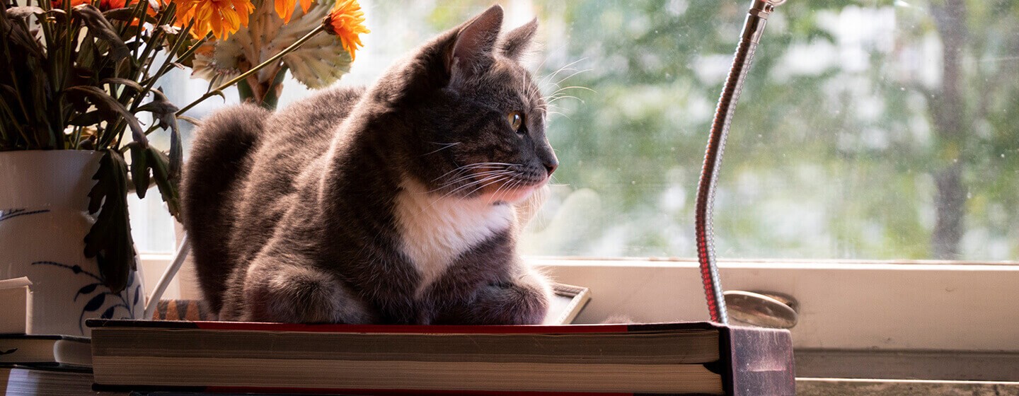 Katze schaut aus dem Fenster