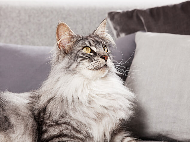 Seniorkatze