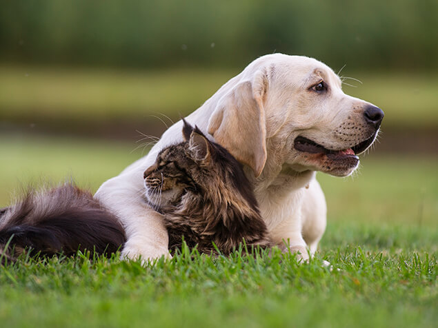 Hund und Katze liegen auf der Wiese