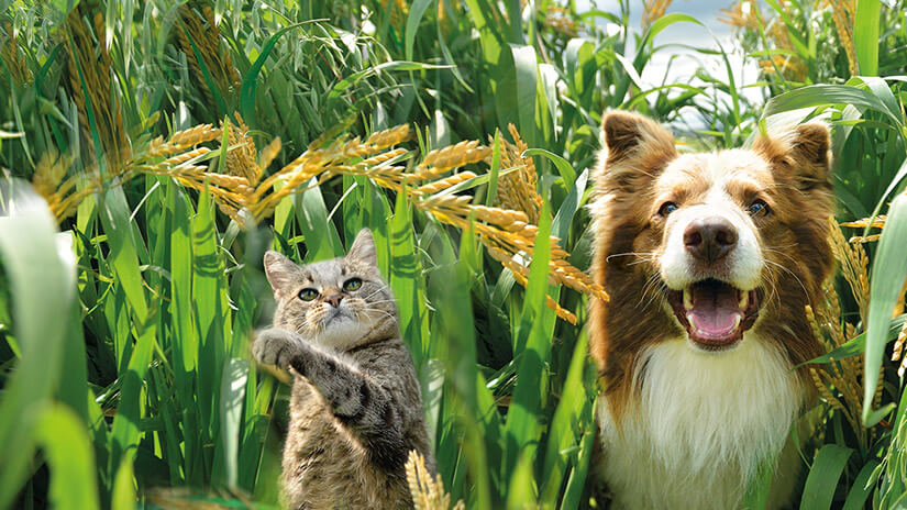 Hund und Katze im Getreidefeld