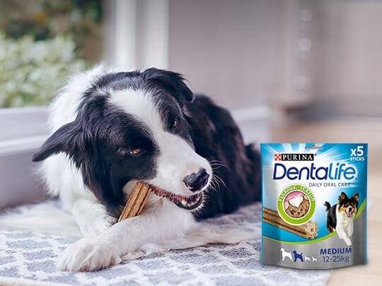 Dentalife Hund mit Packshot