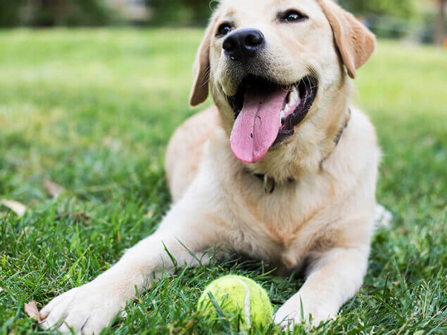 Hund spielt mit Ball auf der Wiese