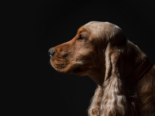 Hund mit Schlappohren auf schwarzem Hintergrund