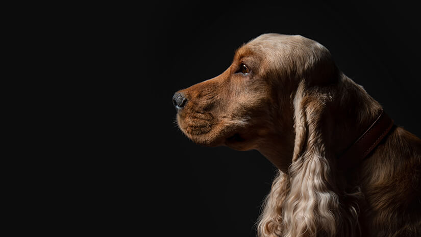 Proplan Hund vor schwarzem Hintergrund