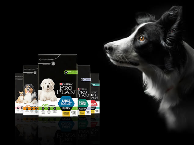 Hund mit ProPlan Packungen