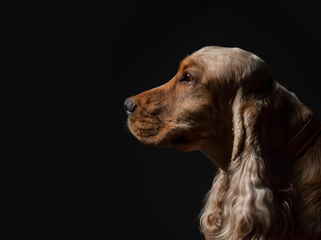 Hund auf schwarzem Hintergrund