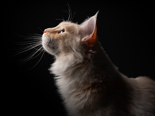 Pro Plan cat