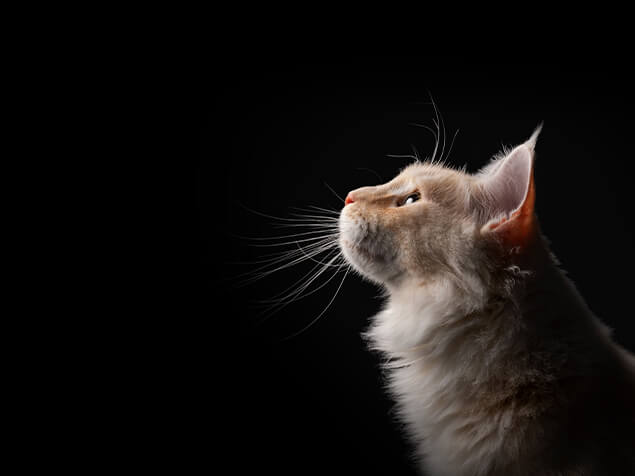 Katze auf schwarzem Hintergrund
