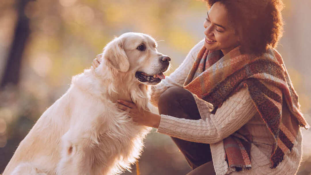 Hund kommuniziert mit seinem Frauchen