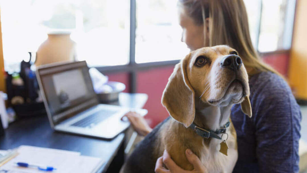 Hund im Büro