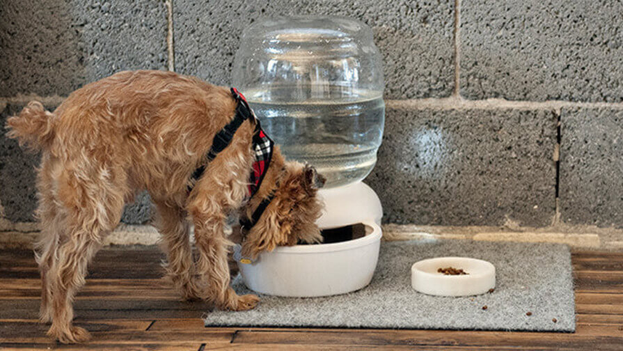 Hund frisst im Buro