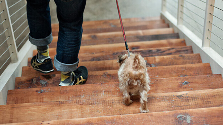 Hund und Herrchen auf Treppe
