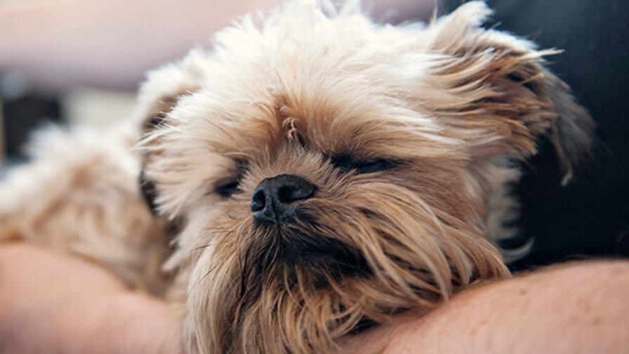 Hund im Arm vom Menschen
