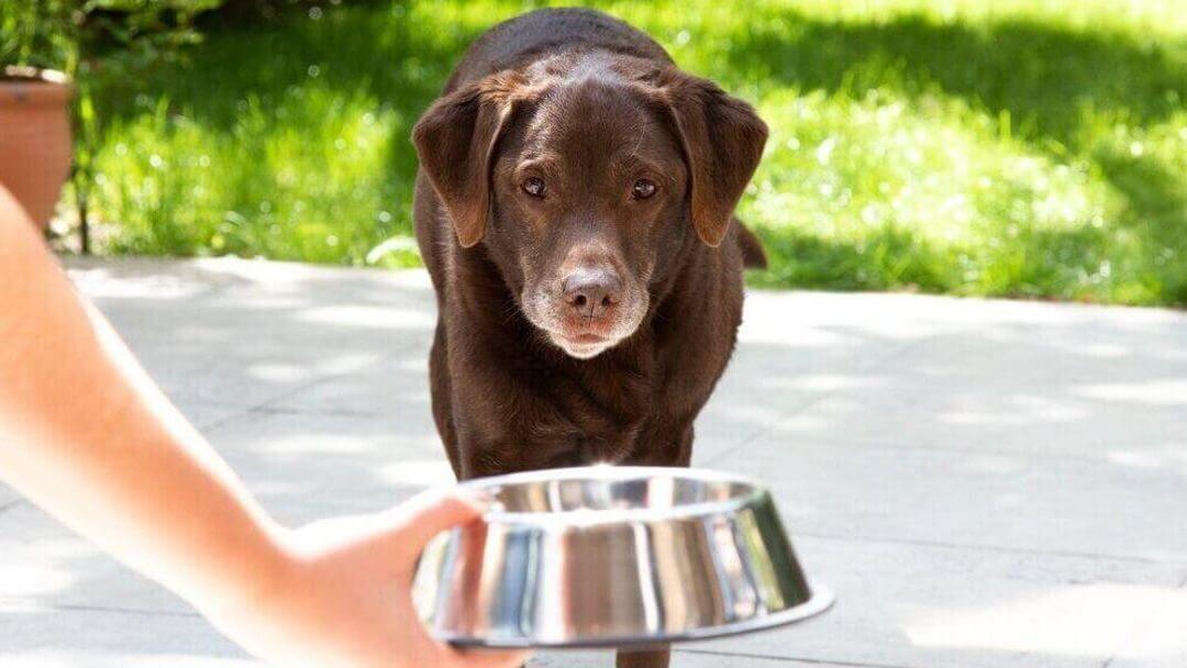 Übergewichtiger Hund wird gefüttert