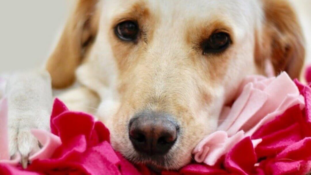 Hund liegt auf selbstgemachtem Schnuffelteppich