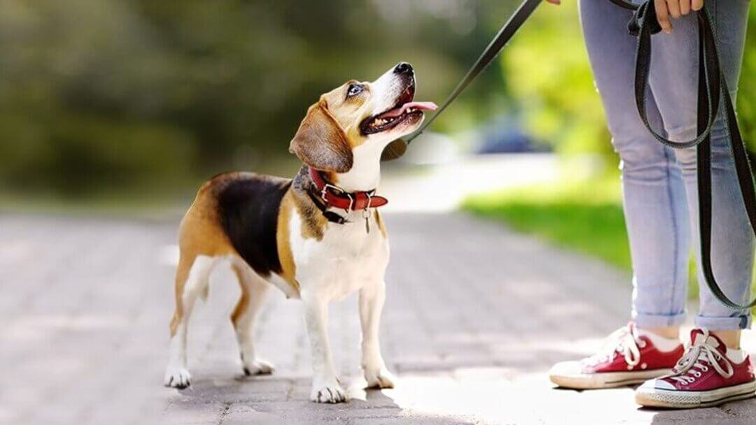 Wie Verhalten Sie Sich Jetzt Richtig Hund Wie Verstehe Ich Mein