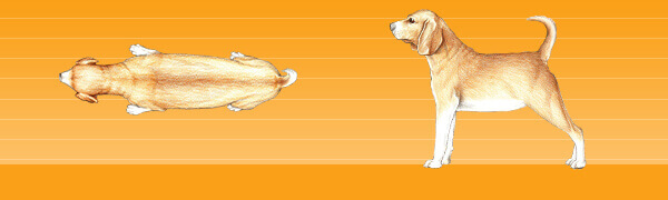 Übergewicht Hund