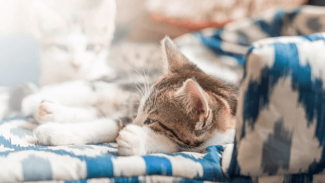 Katze schläft auf selbstgemachtem Kissen