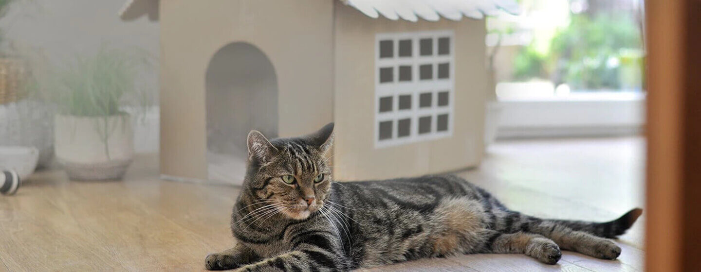 Katze liegt vor selbstgemachtem Katzenhaus aus Pappe