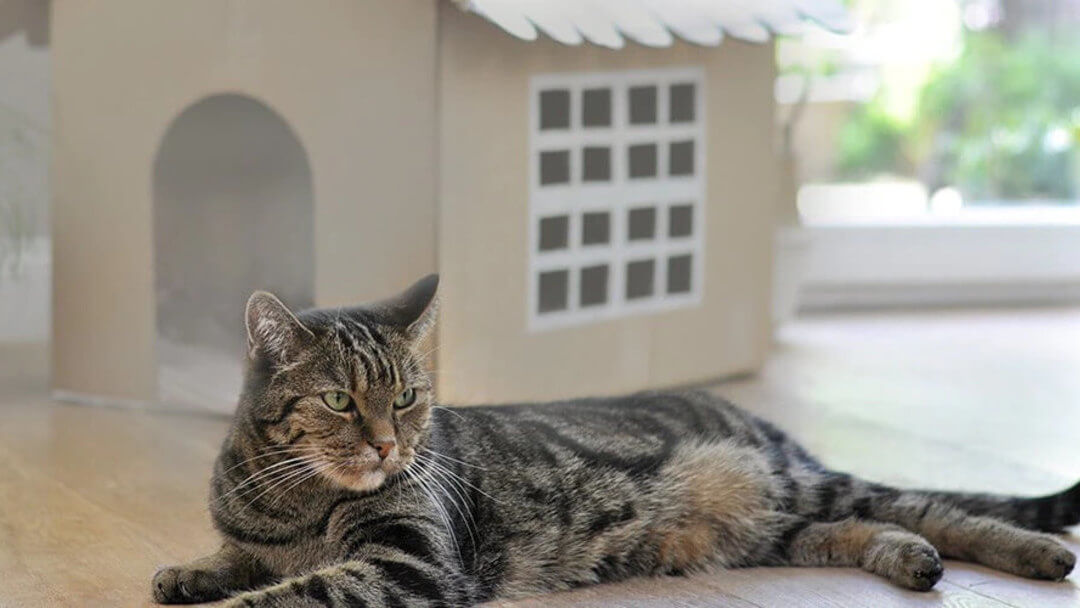 Katze liegt vor selbstgemachtem Katzenhaus aus Pappe