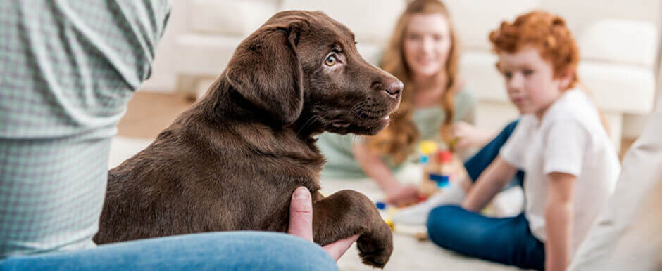 Schokoladenwelpe Labrador, das in den Händen des Besitzers sitzt