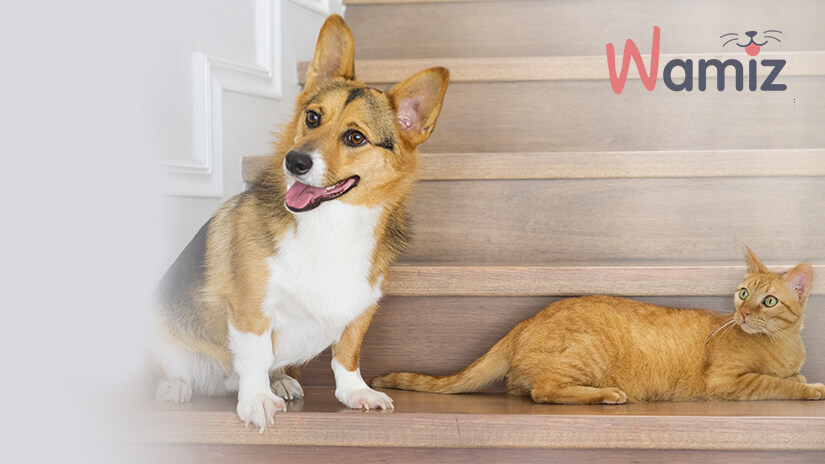 Wamiz Teaser Image Desktop