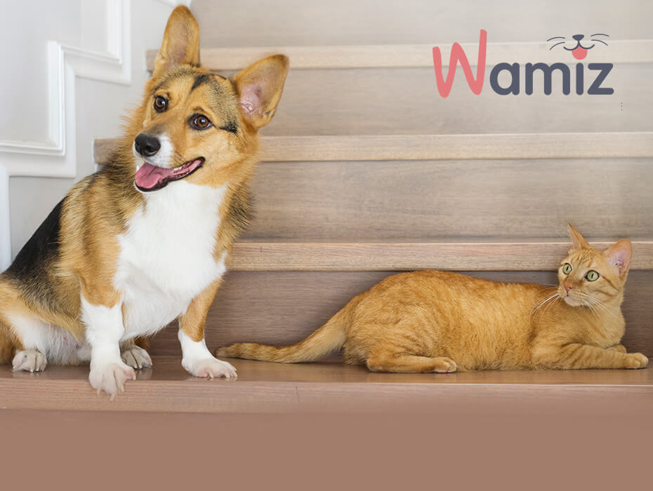 Wamiz