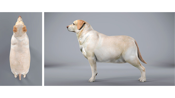 Body Condition Hund - Fettleibigkeit