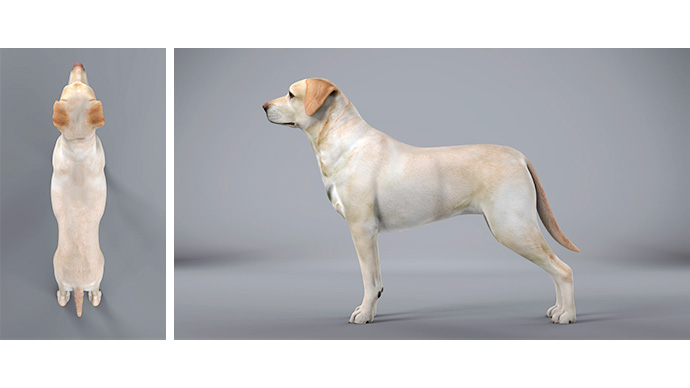 Body Condition Hund - Idealgewicht