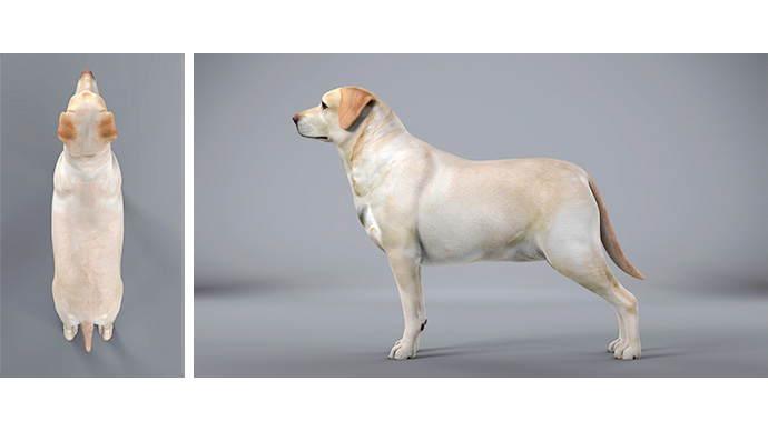 Body Condition Hund - leichtes Übergewicht