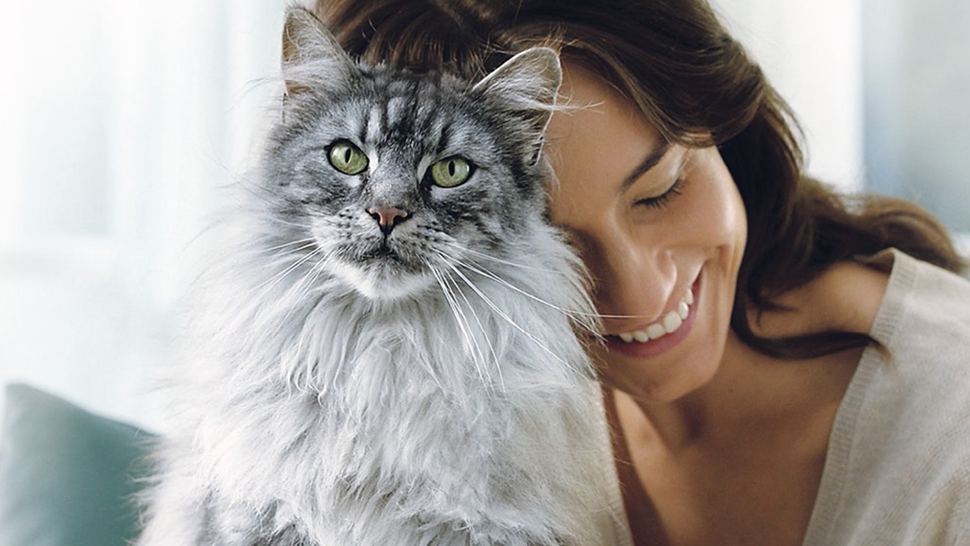 Tierhalterin legt Kopf auf graue Katze