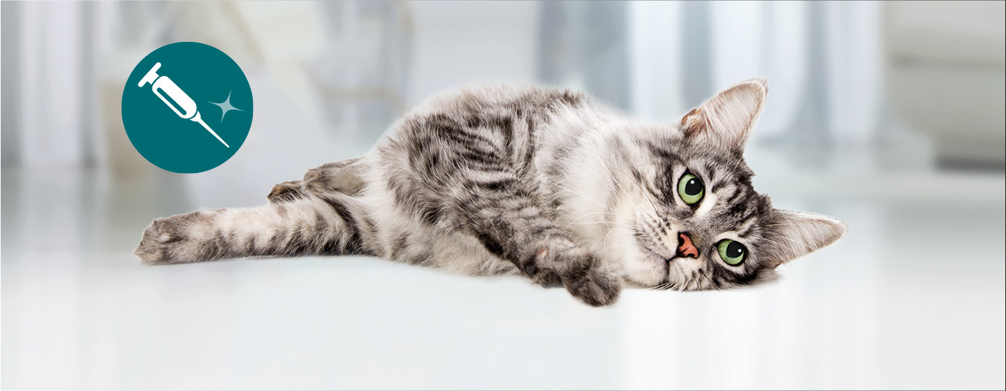 Graue Katze liegt auf hellem Boden