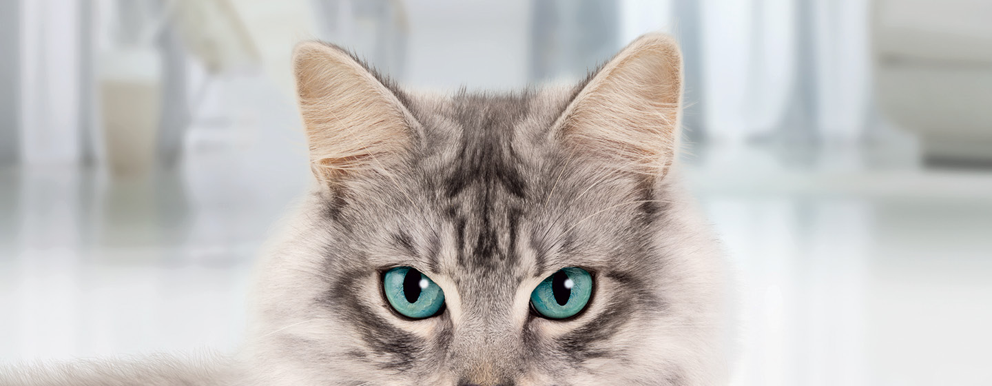 Graue Katze mit aufgestellten Ohren