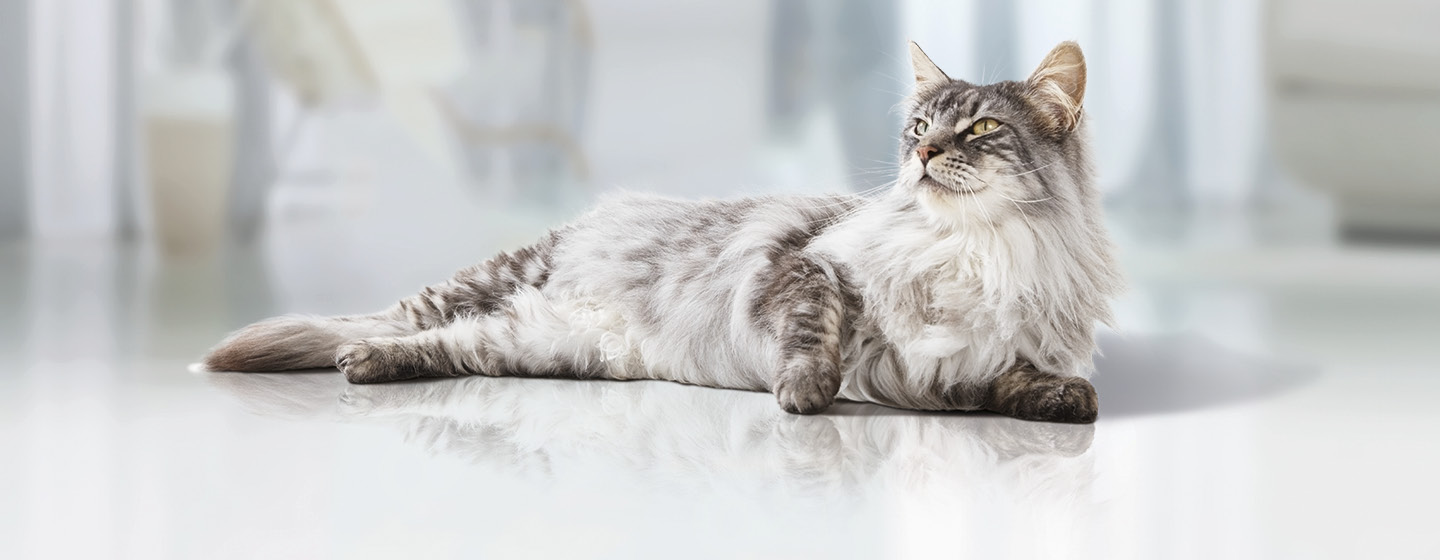 Ältere graue Katze sitzt aufgerichtet auf dem Boden