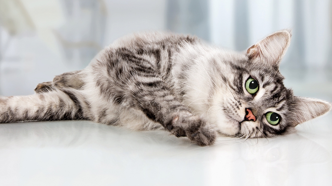 Rollige Katze wälzt sich auf dem Boden