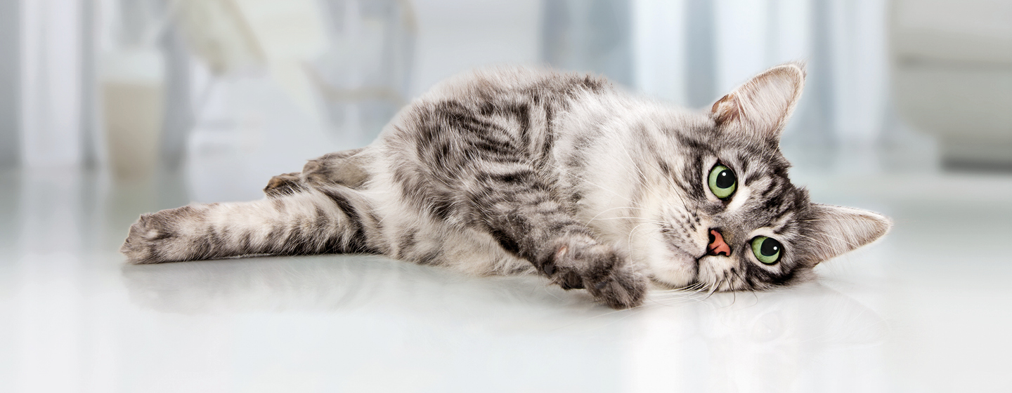 Rollige Katze wälzt sich auf dem Boden