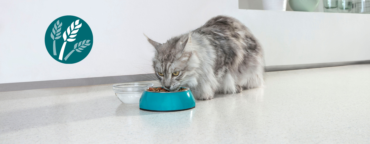 Graue Katze frisst aus blauer Schüssel