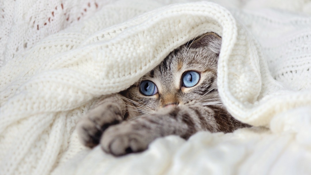 Getigerte Katze unter einer Decke liegend