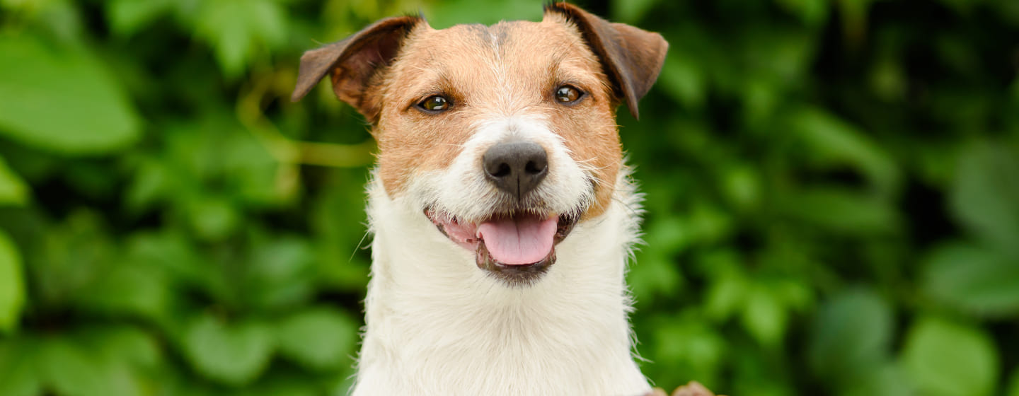 Hund mit Napffutter von Trockenfutter