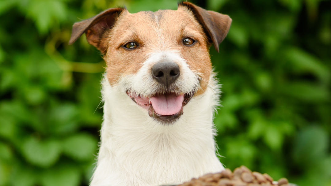 Hund mit Napffutter von Trockenfutter